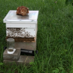 bees,hive body,feeding bees,apiarists,