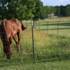 chesnut red horse,our horse,on the farm,