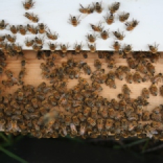 bee hive,bee nest,hive body,